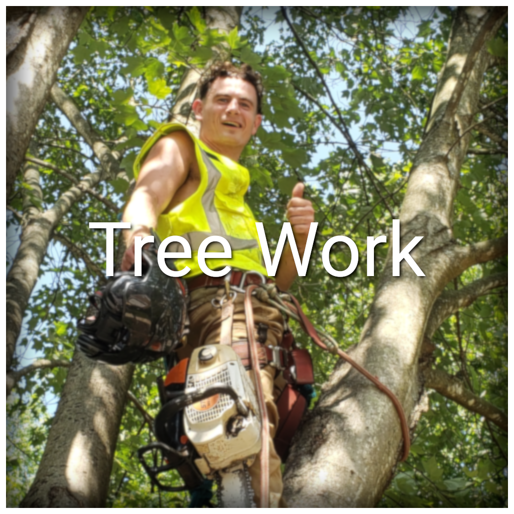 Button linking to the Tree Work page